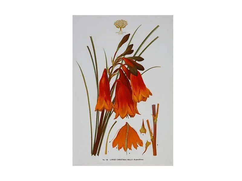 Popolare Maxwell & Williams - Canovaccio Royal Botanic Gardens Christmas Bells GX0017