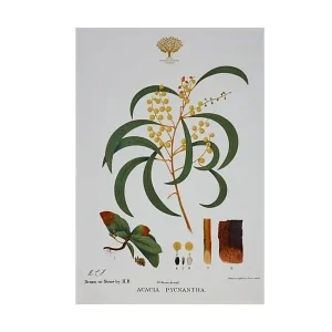 Maxwell & Williams - Canovaccio Royal Botanic Gardens Wattle GX0016 Economico