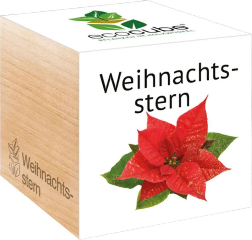 Promo Stagionale ecocube - Stella di Natale